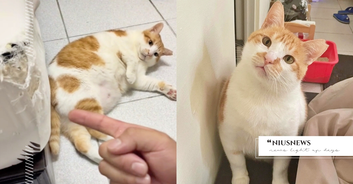 床單狂被大橘抓破！奴才「出大絕」從此貓不再抓，網笑：484不忍心破壞自己的帥臉 胖橘貓、橘烤飯、貓咪亂抓、台灣網紅貓、萌寵、可愛寵物、貓咪、鏟屎官