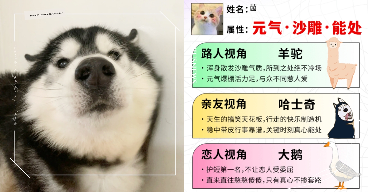 心理測驗「別人眼中的你像哪種動物」？測出你的真實屬性，從4個視角精準分析隱藏性格 寵物圈圈、別人眼中的你像哪種動物、動物、心理測驗、動物心理測驗、真實性格解析隱藏性格、特質