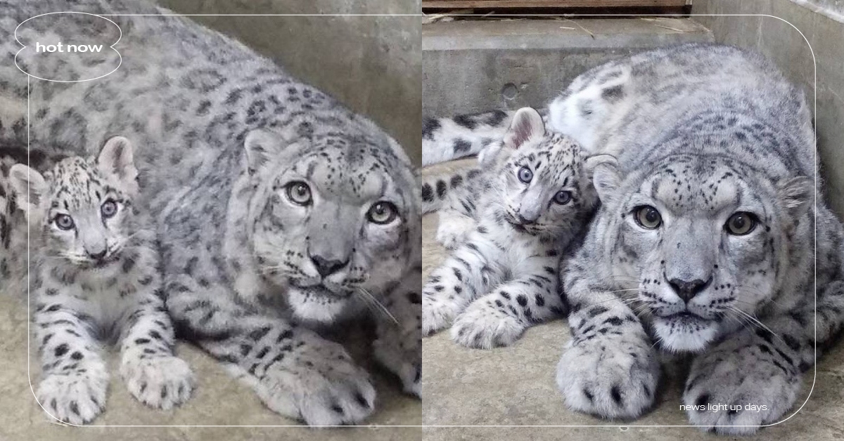 超愛看鏡頭！日本動物園「一大一小兩雪豹」歪頭擺POSE，網笑：賣萌表情有遺傳捏～ 雪豹、日本大森山動物園、大貓、貓科動物、可愛動物、推特熱議、動物明星