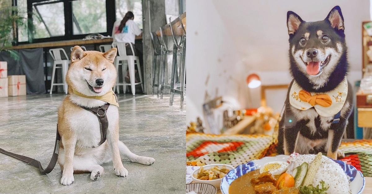 2023宜蘭5間「寵物友善餐廳」推薦！超澎湃寵物肉肉餐，還有兔兔專屬打卡夯店！ 2023宜蘭餐廳、宜蘭寵物友善餐廳、寵物友善、宜蘭寵物友善、宜蘭寵物友善咖啡廳