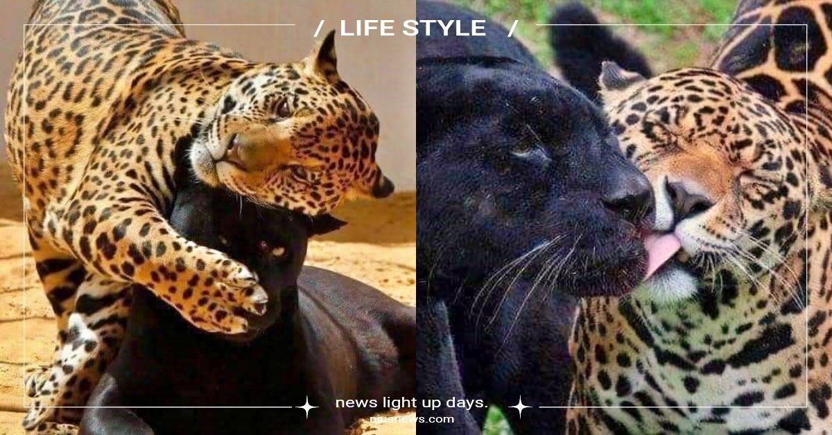 長大還在當巨嬰！約旦動物園「媽寶花豹」最愛黏著馬麻撒嬌，黑豹媽：自己生的QQ 黑豹、花豹巨嬰、媽寶花豹、約旦動物園、動物趣聞、網友熱議、可愛動物