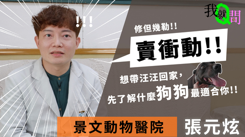 【景文動物醫院 張元炫院長】專訪：賣衝動！想帶汪汪回家，先了解什麼狗狗最適合你 我就問、領養與購買、動物醫院、專訪、走心社會觀察家