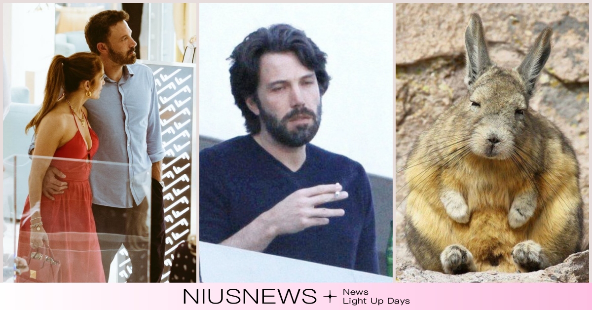 撞臉南美兔鼠？班艾佛列克「婚後生活太美滿」彷彿被榨乾，勞累模樣激似迷因動物！ 南美兔鼠、班艾佛列克、珍妮佛羅培茲、婚後生活、明星趣聞、迷因、可愛動物