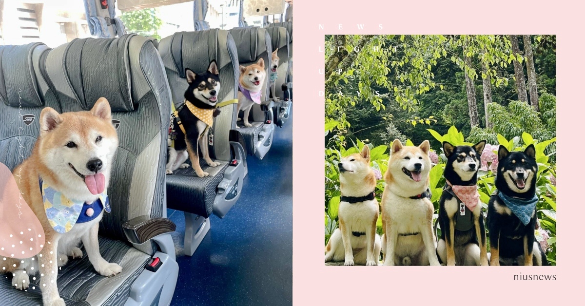 2022最新！全台5家「寵物旅行社」推薦，狗友旅行團、包車套裝行程都在這 寵物旅行社、寵物旅遊、寵物旅行團、寵物出去玩、萌寵