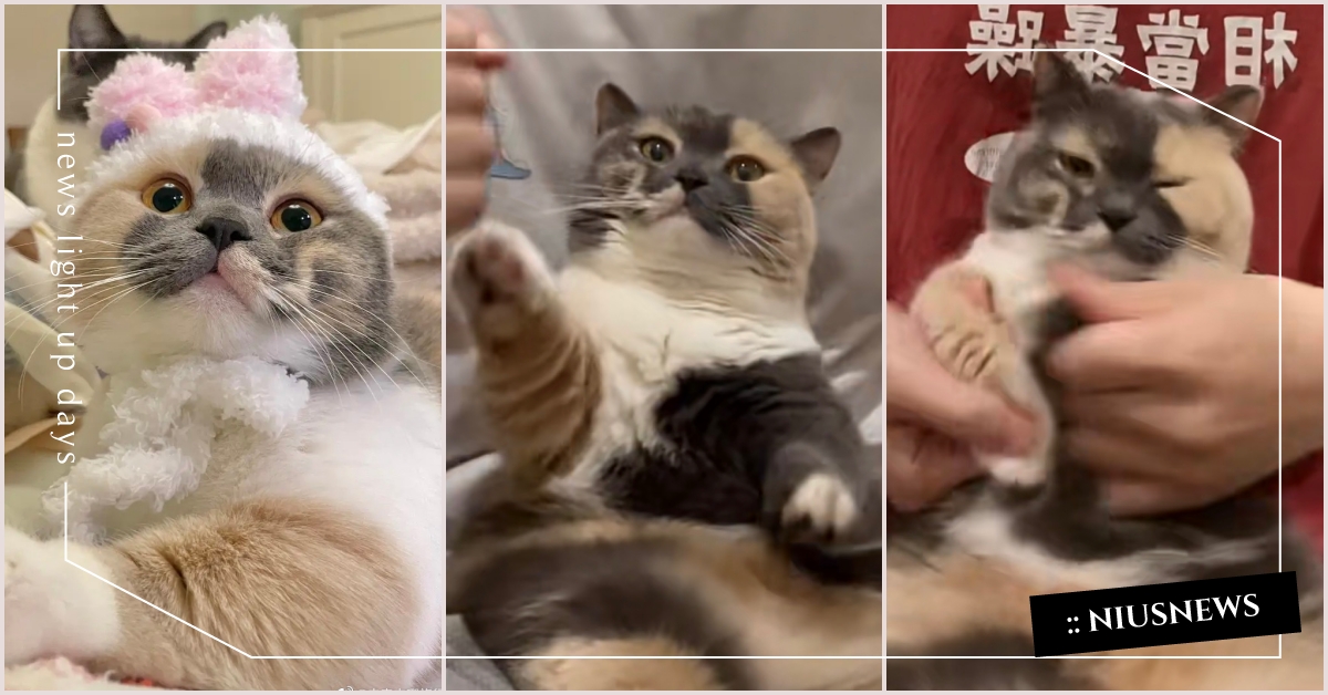我家的貓會跳舞！爆紅「亞洲貓咪舞王」擅長和主人卡點嗨跳，小短手奮力划動有夠Q！ 亞洲貓咪舞王、貓咪舞蹈、貓咪跳舞、小紅書、網紅貓
