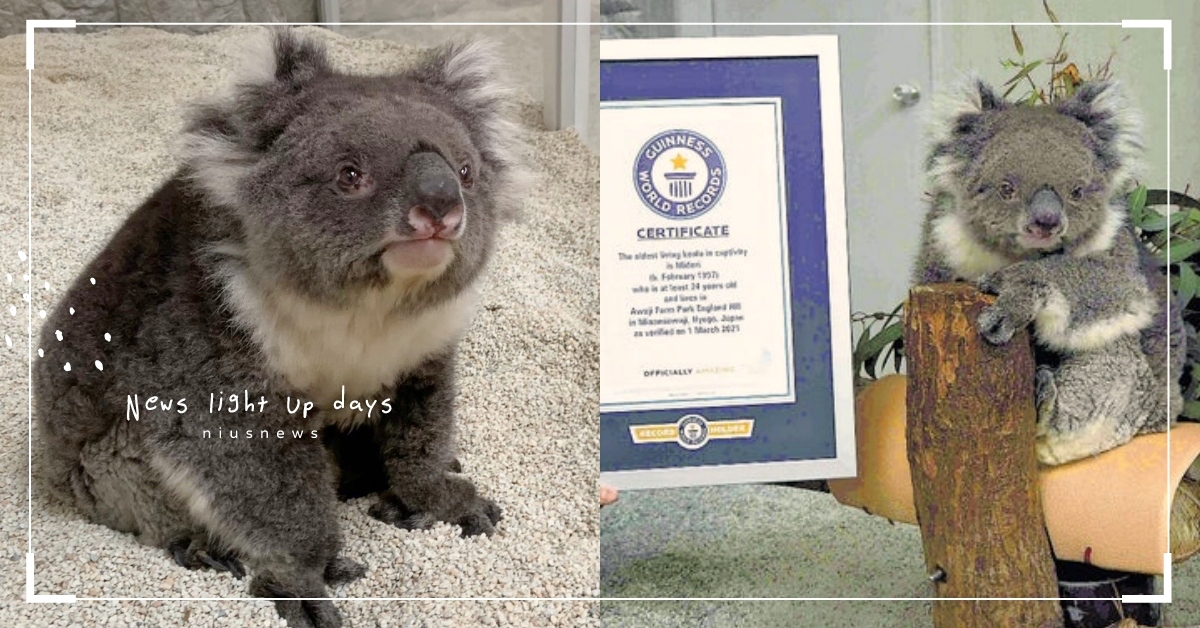 相當於人類120歲！日本「無尾熊瑞」分享長壽秘訣：無壓力的生活＋尤加利樹葉吃到飽 無尾熊、長壽、高齡、英格蘭之丘、淡路島動物公園、イングランドの丘、萌寵、可愛動物、推特熱議、寵物趣聞