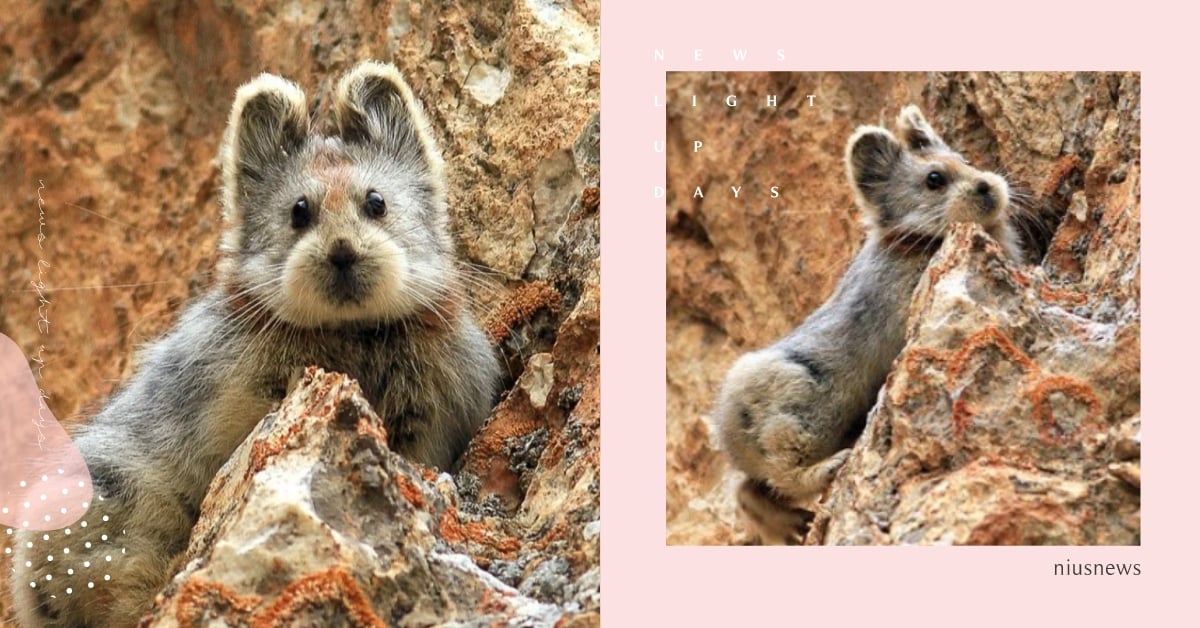 比熊貓還珍貴！神秘小動物「伊犁鼠兔」全世界只有這地方有，激似約克夏犬讓人超想擼 伊犁鼠兔、約克夏、可愛動物、動物介紹、動物趣聞