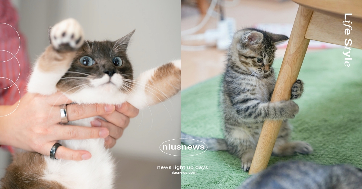 貓咪最喜歡的事Top8！「喝新鮮的水、每日遊戲時光」鏟屎官們幫牠做過幾項？ 寵物知識、寵物冷知識、貓咪、貓奴、鏟屎官、萌寵、寵物趣聞、可愛寵物、動物