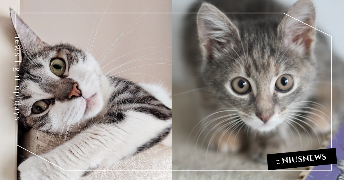 上完廁所橫衝直撞？解析「貓咪暴衝」4大原因，其實是因為覺得自己很危險！ 貓咪冷知識、寵物行為、暴衝、萌寵、可愛動物