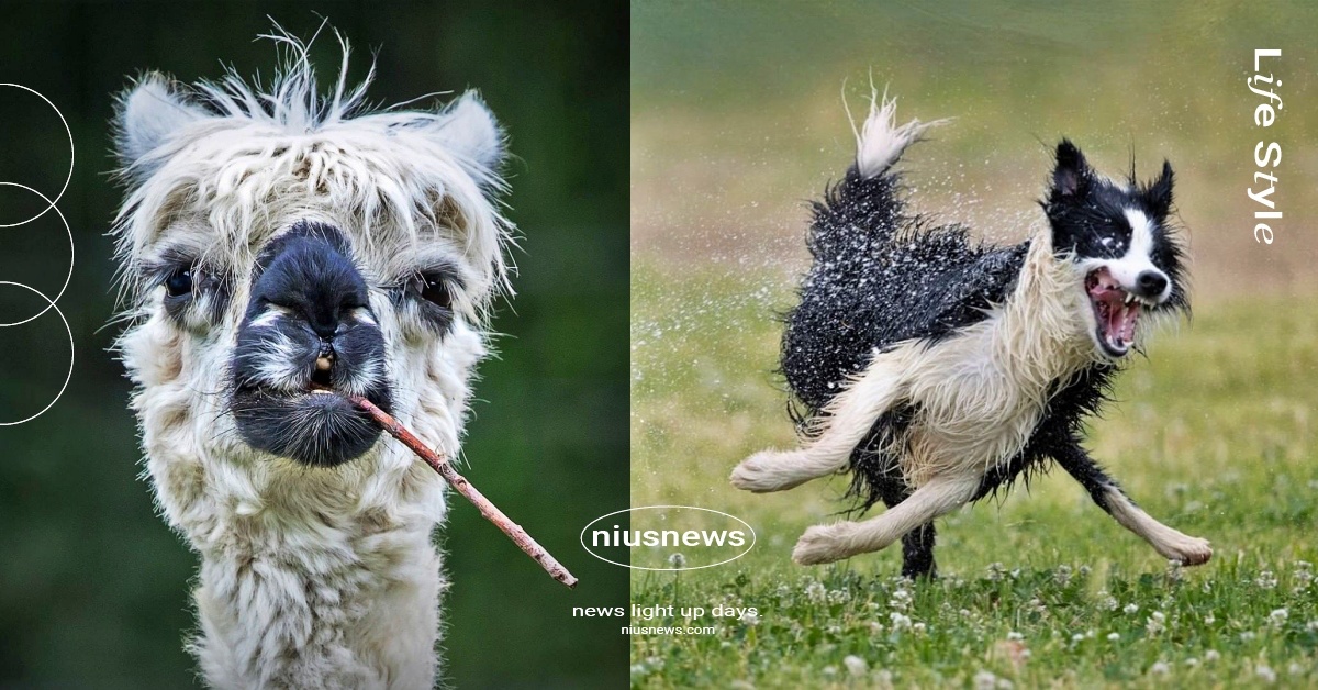 2022搞笑寵物攝影獎決賽名單！煞氣羊駝、腳滑狗狗你最愛哪一隻？網：我全都要 搞笑寵物攝影獎、Comedy Pet Photo Awards、寵物趣聞、迷因、梗圖、有趣、萌寵、可愛動物、療癒、網友熱議