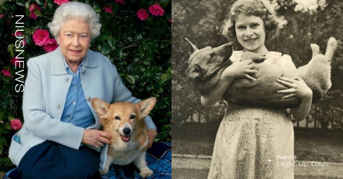 一生狂愛小短腿！已故伊莉莎白女王養超過30隻柯基，留下4隻愛犬未來新主人出爐！ 英國王室、伊莉莎白女王、辭世、柯基、毛小孩、英國女王、王室愛犬