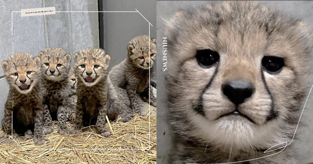 獵豹寶寶酷盯鏡頭！表情高冷一張口「叫聲反差萌」網愣：魔人啾啾？ 獵豹、小獵豹、獵豹寶寶、日本動物園、千葉市動物公園、可愛動物、萌寵、反差萌、推特熱議