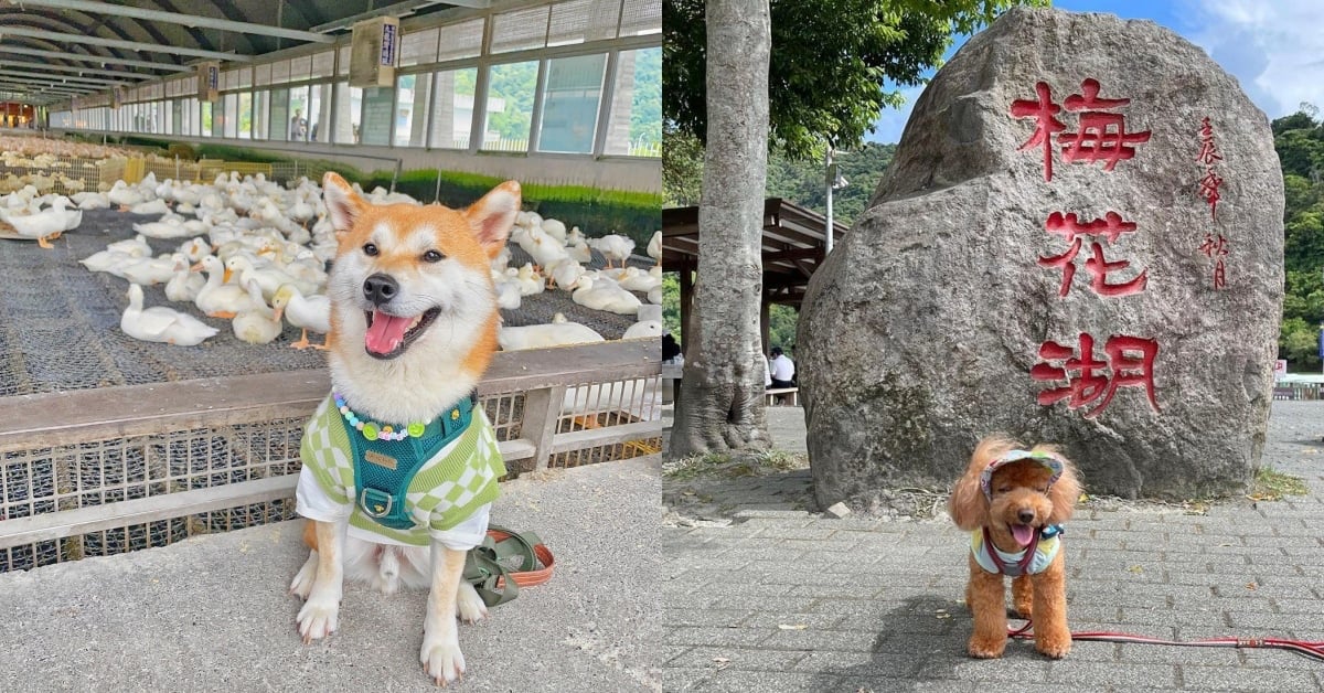 8個「宜蘭帶狗一日遊」景點推薦！和毛孩一起做陶盤、絕美河道秘境賞天光！ 宜蘭帶狗一日遊、寵物友善景點、景點推薦、旅遊、打卡