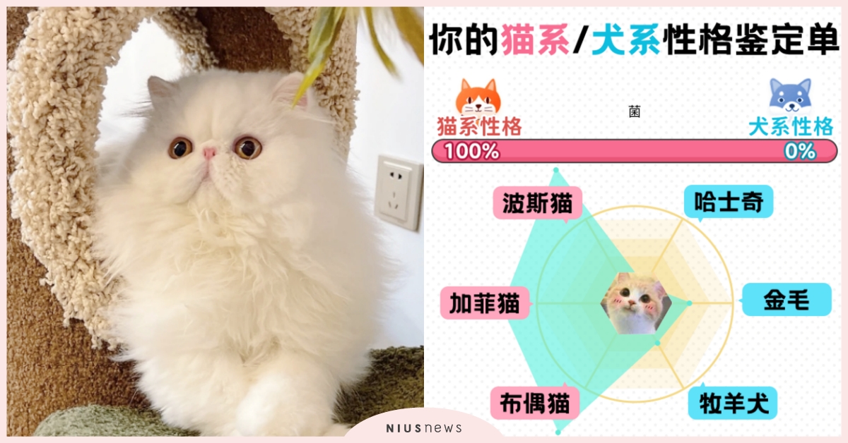 心理測驗「貓系犬系性格鑑定」？測出你個性中含有幾％犬貓，性格解析和品種一次看！ 貓系犬系性格鑑定、寵物圈圈、動物、心理測驗、動物心理測驗、真實性格解析、隱藏性格、個性特質、品種、貓、狗、毛孩、萌寵、可愛動物