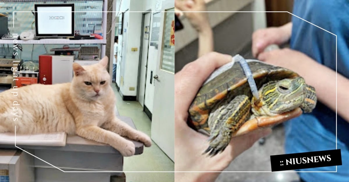 2022最新！台中7間「四星動物醫院」推薦，同場加映毛主人評論懶人包！ 動物醫院、寵物照顧、寵物美容、真實評價、寵物醫院