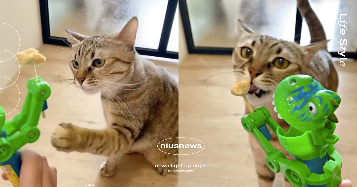 乾乾給朕拿來！鏟屎官和貓玩「土耳其冰淇淋」秒惹怒主子，結局超展開網驚：太聰明 恐龍棒棒糖、逗貓玩具、土耳其冰淇淋、貓、萌寵