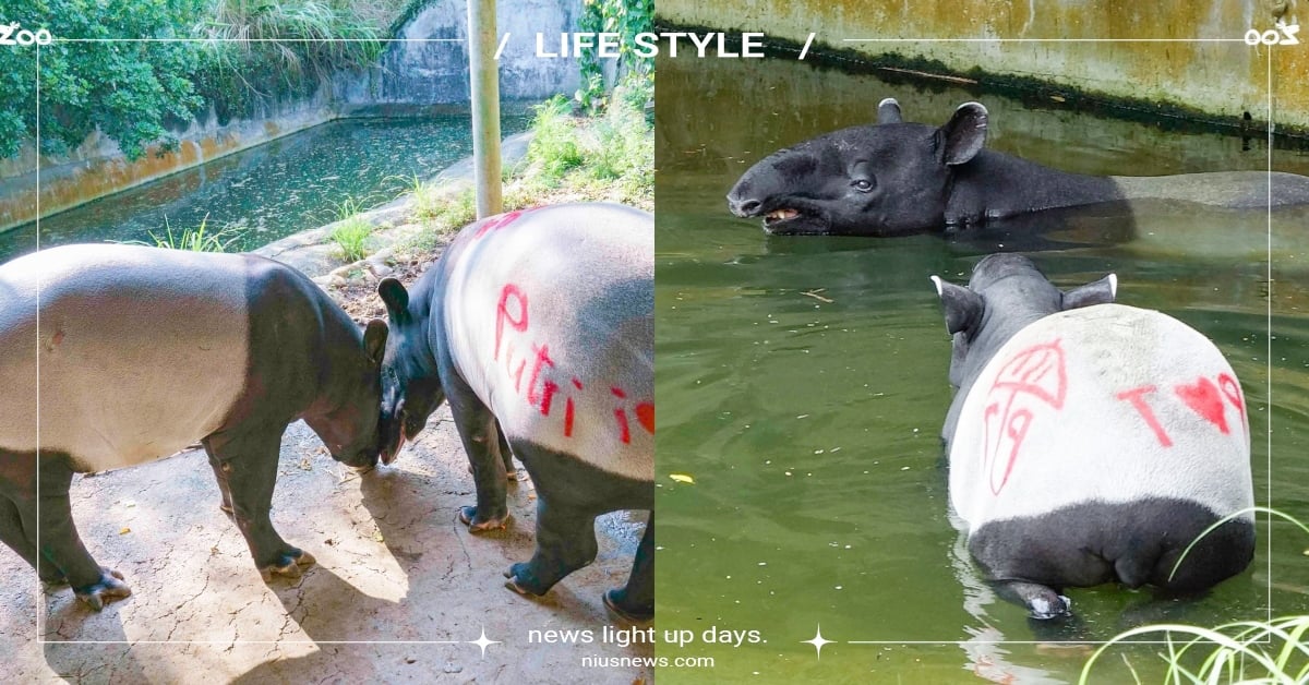一秒變「蠟筆小貘」！北市動物園馬來貘抹上「發情蠟筆」相親，網笑：像哆啦a夢道具 台北市立動物園、木柵動物園、馬來貘、發情蠟筆、放閃、相親、動物趣聞、萌寵、可愛動物