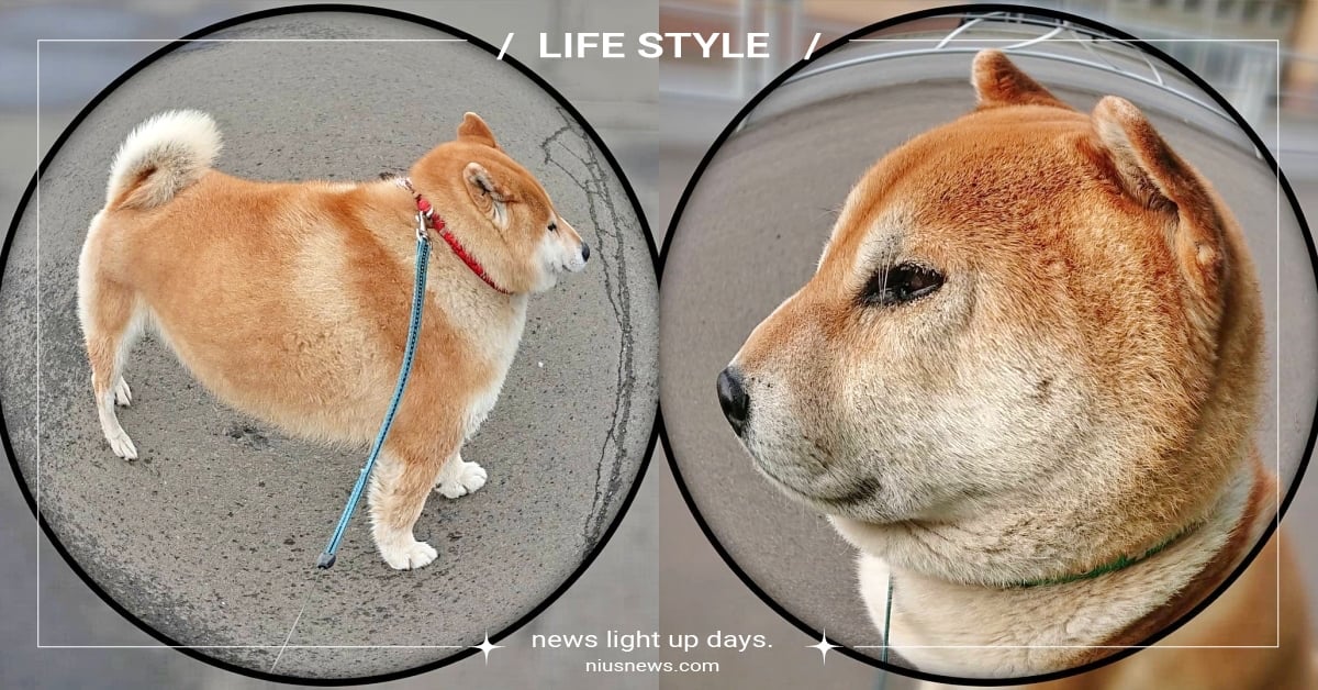 狗狗亂入魚眼鏡頭！飼主拍攝「柴犬變形照」被放大也可愛，萌柴：拍攝者不救？ 魚眼鏡頭app、魚眼鏡頭柴犬、IG寵物介紹、萌寵、可愛動物、柴犬、日本帳號、爆笑、變形、拍攝者不救