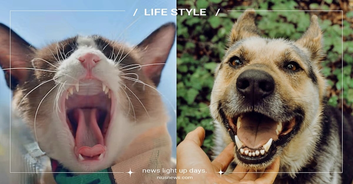 毛孩也會牙起來！獸醫解惑「寵物牙周病」症狀與預防方法：高達七成犬貓罹患！ 寵物牙周病、獸醫、美國寵物食品協會、寵物健康、寵物照顧、寵物刷牙、寵物知識、寵物圈圈