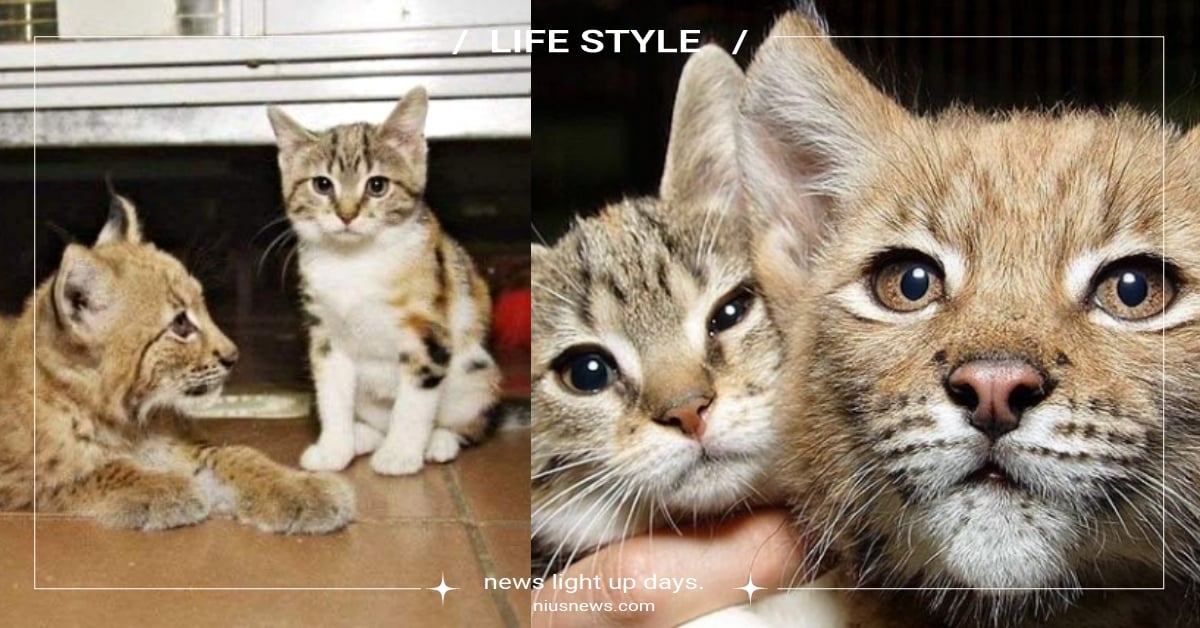 俄羅斯動物園「猞猁與虎斑貓」！小貓個性超派「卻超會撒嬌」被大貓寵壞，網：閃瞎 列寧格勒動物園、Leningrad Zoo、猞猁、虎斑貓、可愛動物、萌寵、寵物新聞、萌寵趣聞、貓咪、大貓、山貓