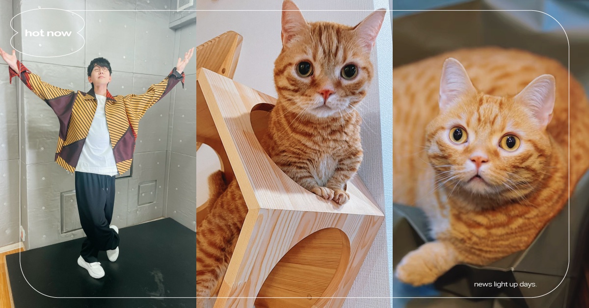 《鬼滅之刃》人氣聲優花江夏樹家的明星貓咪「金平和味噌」，不只聲優出道還推攝影集 鬼滅之刃、聲優、花江夏樹、貓咪、金平、味噌