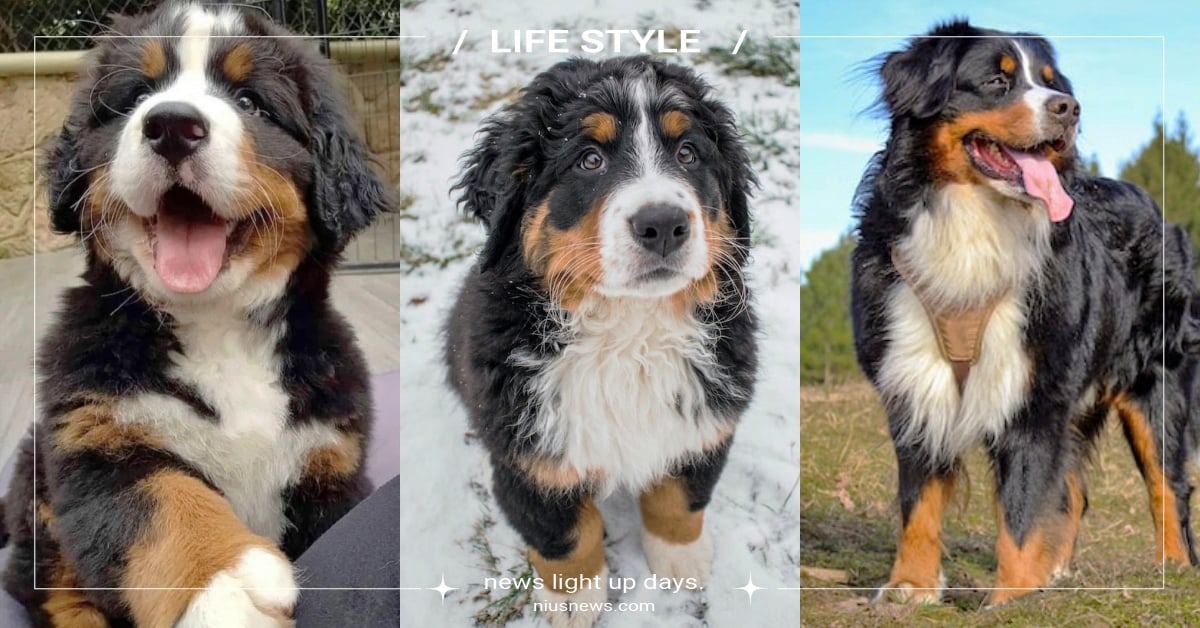 「伯恩山犬」5大特質＆冷知識！個性超暖的大型玩具熊，養他就像在談一場戀愛！ 伯恩山犬、品種狗、狗狗冷知識、網紅狗、可愛寵物、寵物健康、品種狗介紹、狗狗介紹、寵物知識