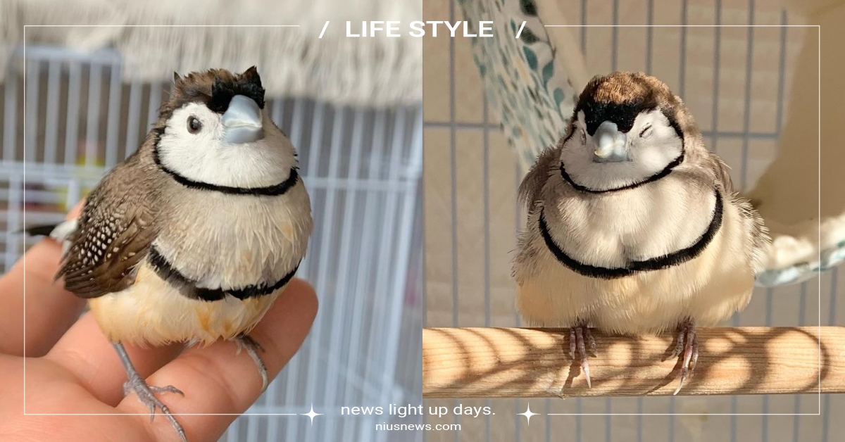 胖胖芝麻湯圓？超萌「小芝麻鳥寶」模樣激似大福甜點，生性浪漫還會唱情歌！ 珍珠鳥、錦華鳥、小芝麻鳥寶、芝麻湯圓、日本網紅鳥、萌寵、可愛動物、鳥、、腮紅鳥、斑胸草雀、寵物趣聞