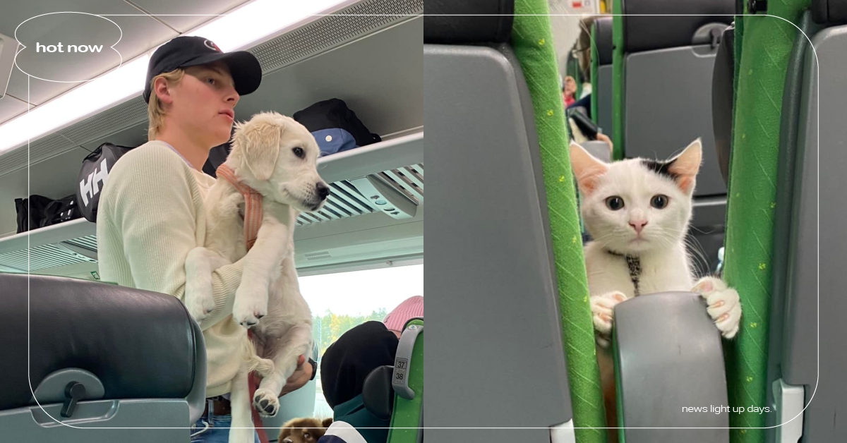 全世界最療癒火車！芬蘭國鐵「寵物車廂萌照」台網友全暴動：是時候上車了！ 芬蘭國鐵VR、寵物車廂、寵物趣聞、寵物友善、可愛動物、萌寵、火車、可愛、療癒、貓咪、狗、毛小孩