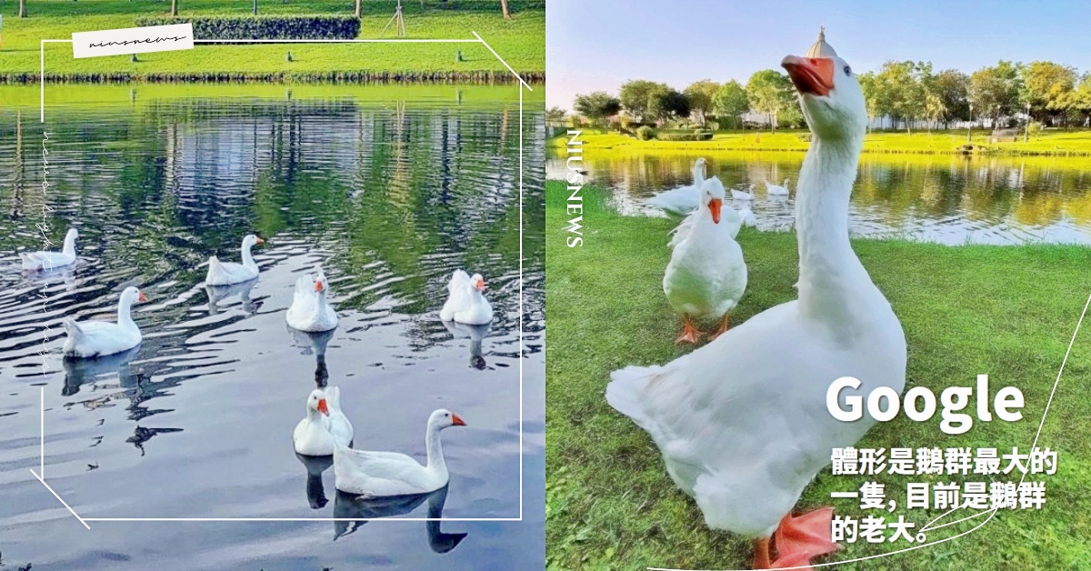 超派鵝群成風景！奇美博物館《鵝鵝圖鑑》引瘋傳，鵝粉：原來追我的是鵝王～ 台南奇美博物館、鵝鵝圖鑑、網友熱議、寵物趣聞、打卡景點