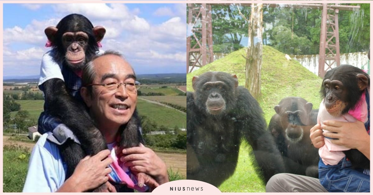 夥伴都走了！《狗狗猩猩大冒險》小龐獨留動物園長達10年，現況曝光令人心碎 狗狗猩猩大冒險、黑猩猩小龐、英國鬥牛犬詹姆士、志村健、寵物新聞