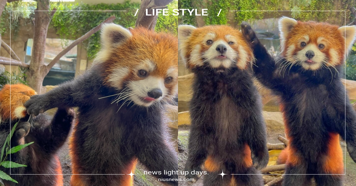 日本「小熊貓」暖心摸頭安慰兄弟，下一秒竟被傲嬌揮開，網笑噴：是漫畫情節？ 那須動物王國、小熊貓兄弟、雙胞胎、可愛動物、萌寵、推特熱議、動物介紹、動物園明星動物、大福、大事、red panda、那須どうぶつ王国