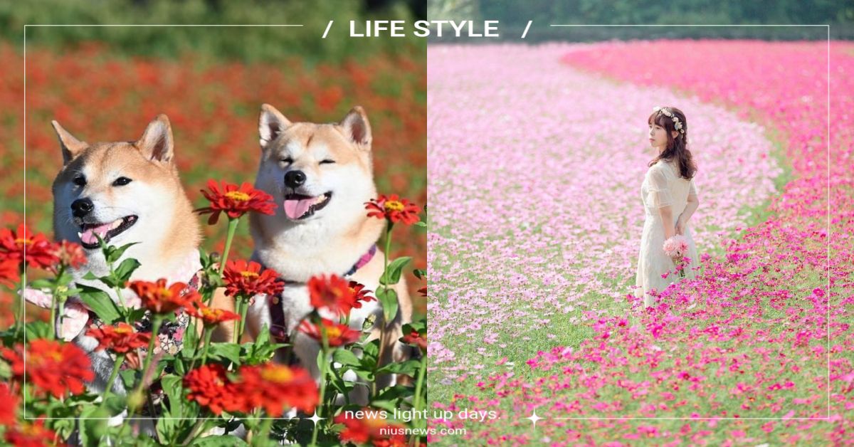 2022「桃園花彩節」5大亮點！花田圖騰壯觀好拍，7米高太空梭＆宇宙壁畫超吸睛 桃園、桃園景點、花海、2022桃園花彩節、彩虹花海、花宇奇航、桃園市大溪區月眉里、月眉休閒農業區、大溪