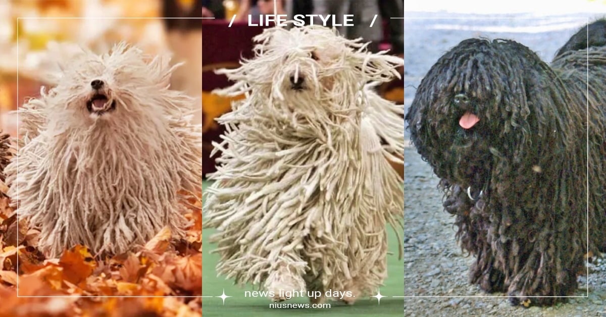 「波利犬」５大特質＆冷知識！號稱行走的防水拖把，超愛主人容易患上相思病！ 波利犬、匈牙利牧羊犬、品種狗、狗狗冷知識、網紅狗、可愛寵物、寵物健康、品種狗介紹、狗狗介紹