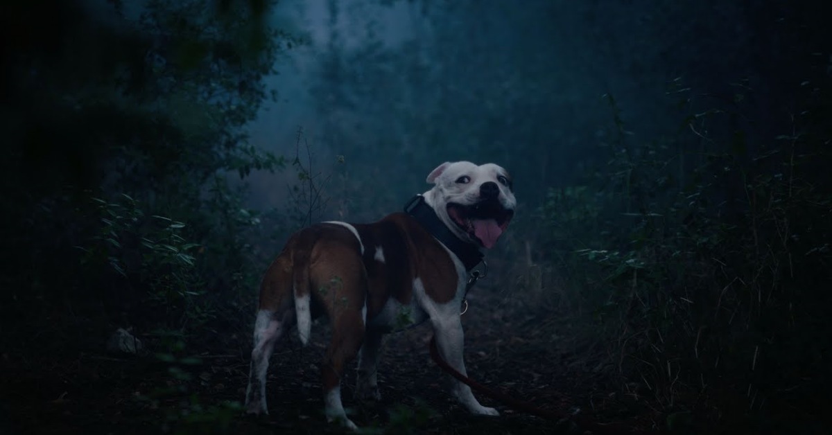  阿奇帶你去散步， 越跑越快不回頭 寵物、狗狗、遛狗、棄養