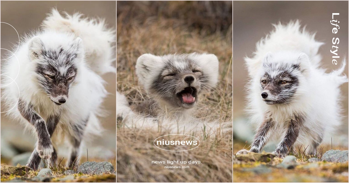 女友卸妝既視感？仙氣北極狐「換毛期」秒變炸毛棉花糖，呆萌模樣超療癒！ 北極狐、換毛期、炸毛、棉花糖、被雷打到