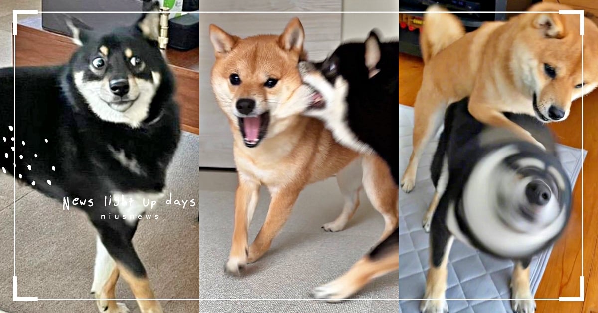 就要咬你嘴邊肉！日本飼主曬「柴柴打架」戰鬥照，黑柴表情超有戲、咬臉頰讓赤柴都驚呆 推特熱議、柴犬、日本、打架、戰鬥