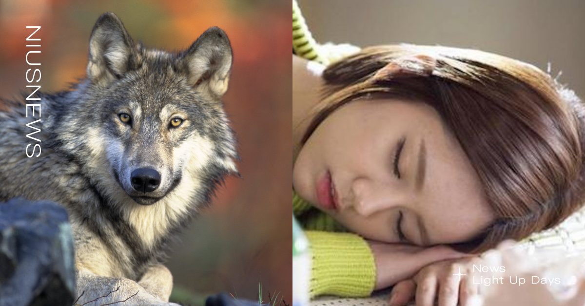 日網趣味心理測驗「從作息動物看出隱藏性格」，獅子型有領導性格、海豚型完美主義者 心理測驗、日本、性格、動物、作息