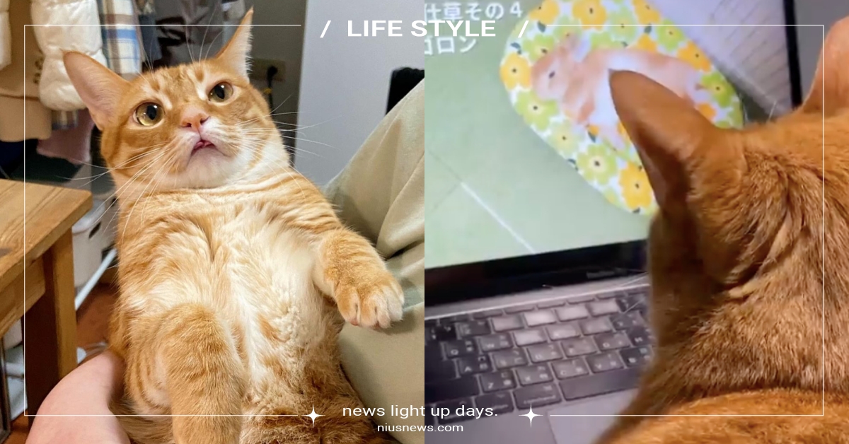 貓把自己當人的6種表現！「超愛回嘴、覺得鏟屎官是他的小孩」你家喵主子成精了嗎？ 寵物知識、貓把自己當人、貓咪、貓咪冷知識、可愛寵物、可愛動物、萌寵、貓奴、鏟屎官