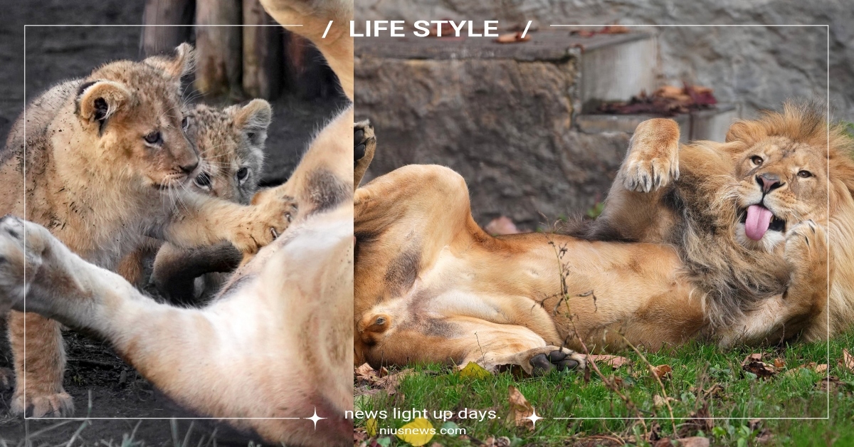 30公分失守！好奇小獅子「偷襲公獅丁丁」受害獅痛到彈起來：這不是逗貓棒捏！ 旭山動物園、獅子、オリトOrito、獅子家族、動物新聞