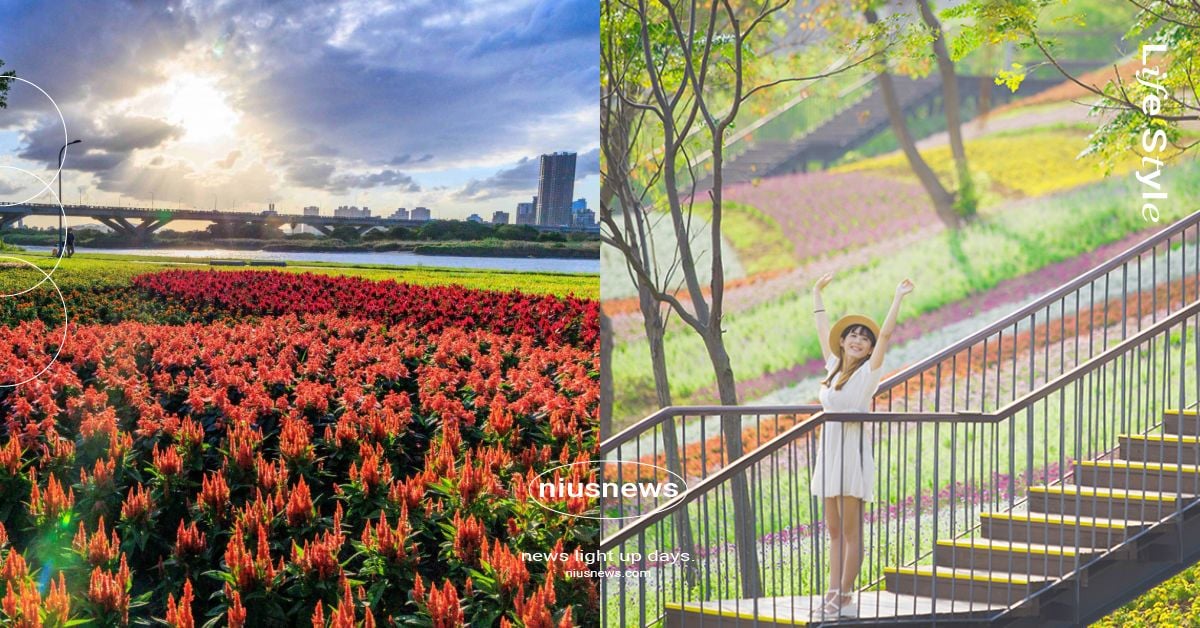 台北冬季6大必拍花海！延平河濱公園、大佳河濱向日葵田等秘境，白天晚上都超美 台北、冬季、冬天、花海、花季