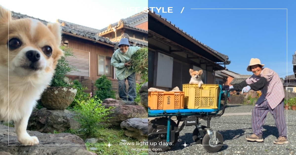 有嬤的孩子像個寶！日本吉娃娃「陪阿嬤賣菜」日常照破萬讚，網笑：哇欸嬤吉底家 長毛吉娃娃、嬤寶、阿嬤養的、日本、萌寵、寵物、可愛動物、寵物新聞、推特熱議、狗、品種狗