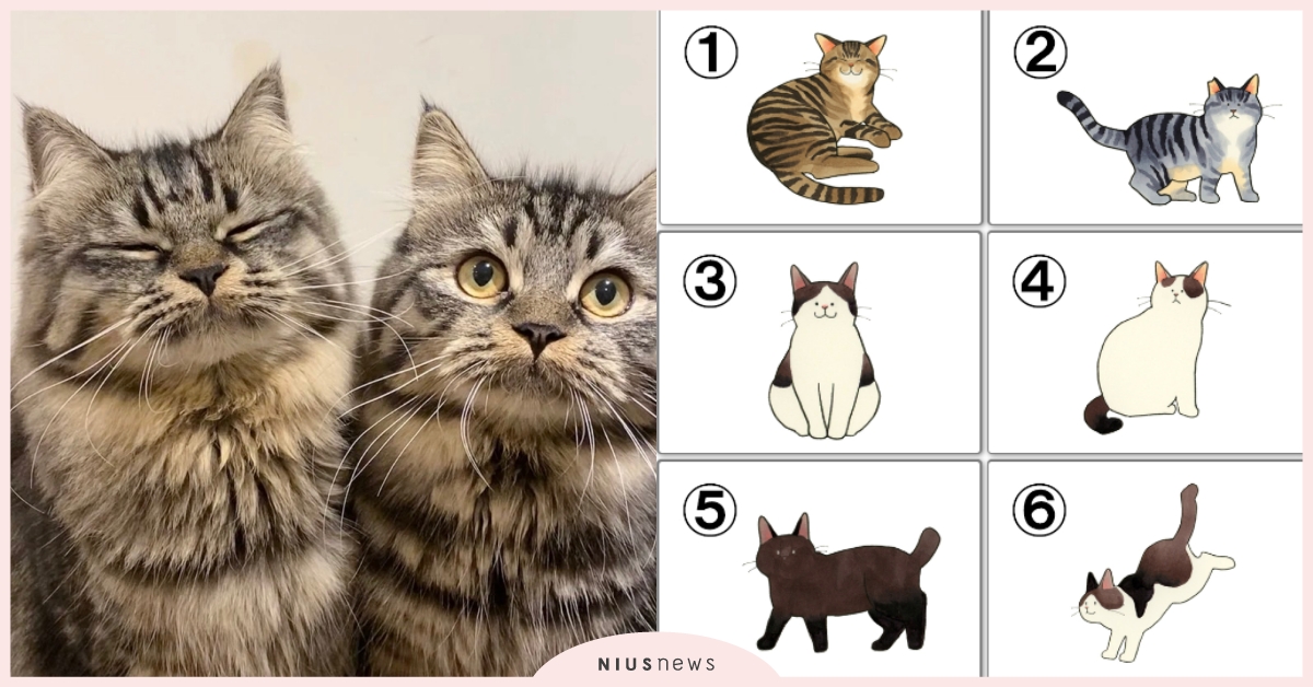 心理測驗「讓你心動的聲音」？憑直覺選一隻可愛貓咪，測出你最喜歡的聲線！ 寵物圈圈、動物、貓咪、聲音、聲線、心理測驗、動物心理測驗、真實性格解析、隱藏性格、個性特質、可愛動物、毛孩、萌寵、貓咪心測