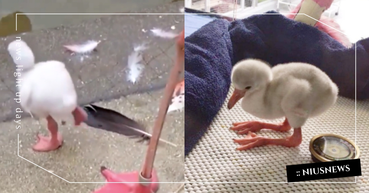 萌萌站起來！火烈鳥寶寶「想學單腳站立」重心不穩超可愛，搖搖晃晃好想扶他一把！ 紅鶴、火烈鳥寶寶、單腳站立、金雞獨立、可愛動物、萌寵、寵物、動物新聞、推特熱議、影片、動物介紹
