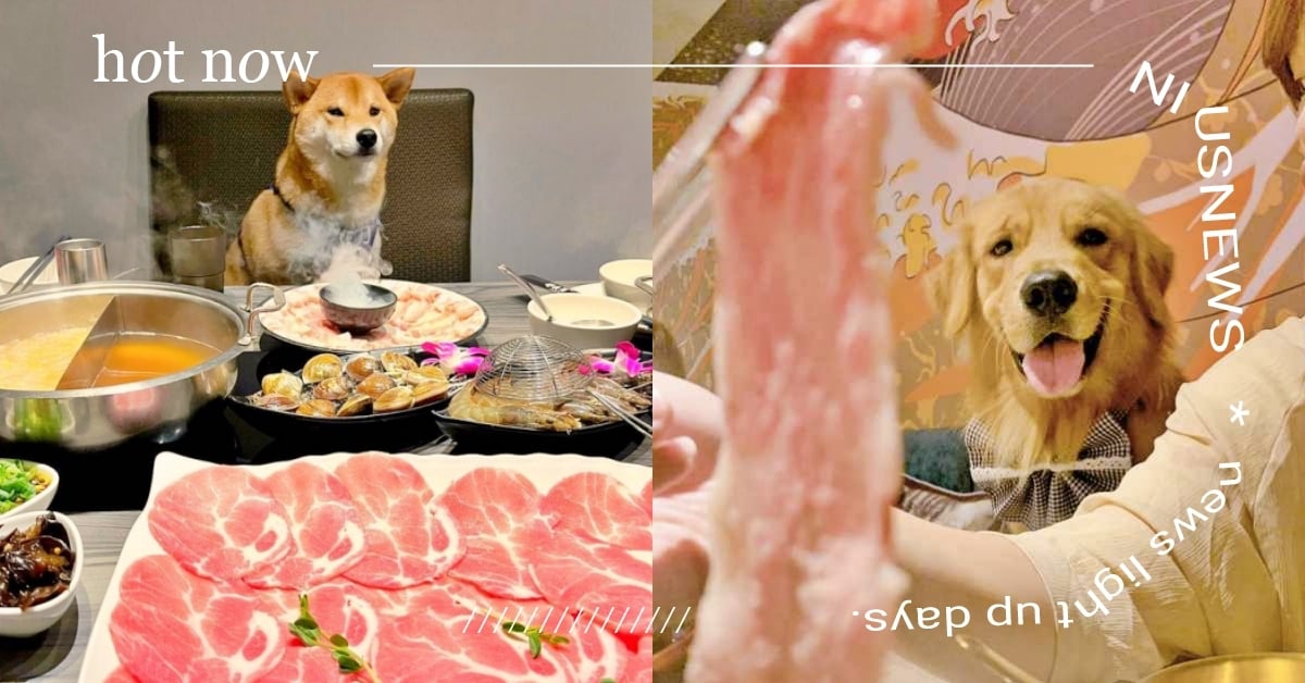 提供清水煮肉肉！全台8間「寵物友善火鍋店」寒冬必吃薑母鴨，還有阿拉斯加＆貓貓陪吃 薑母鴨、寵物友善火鍋、寵物友善鍋物、寵物友善餐廳、寵物餐、清水鍋、寵物可上椅、寵物可落地、寵物出去玩、萌寵、可愛動物、寵物飲食