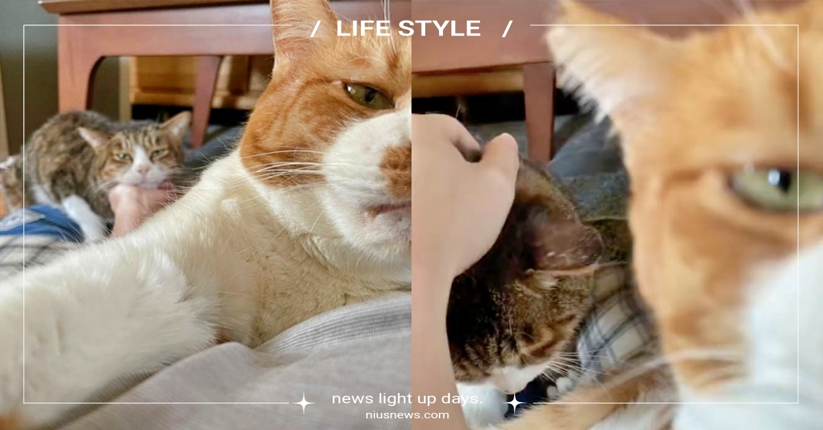 朕是奴才唯一的主子！鏟屎官「偷摸其他貓」胖橘貓醋桶打翻狠瞪：手只能放在本喵身上！ 偷摸其他貓、橘貓、醋桶打翻、吃醋、寵物新聞、推特熱議、可愛動物、療癒、有趣、搞笑、虎斑貓、米克斯