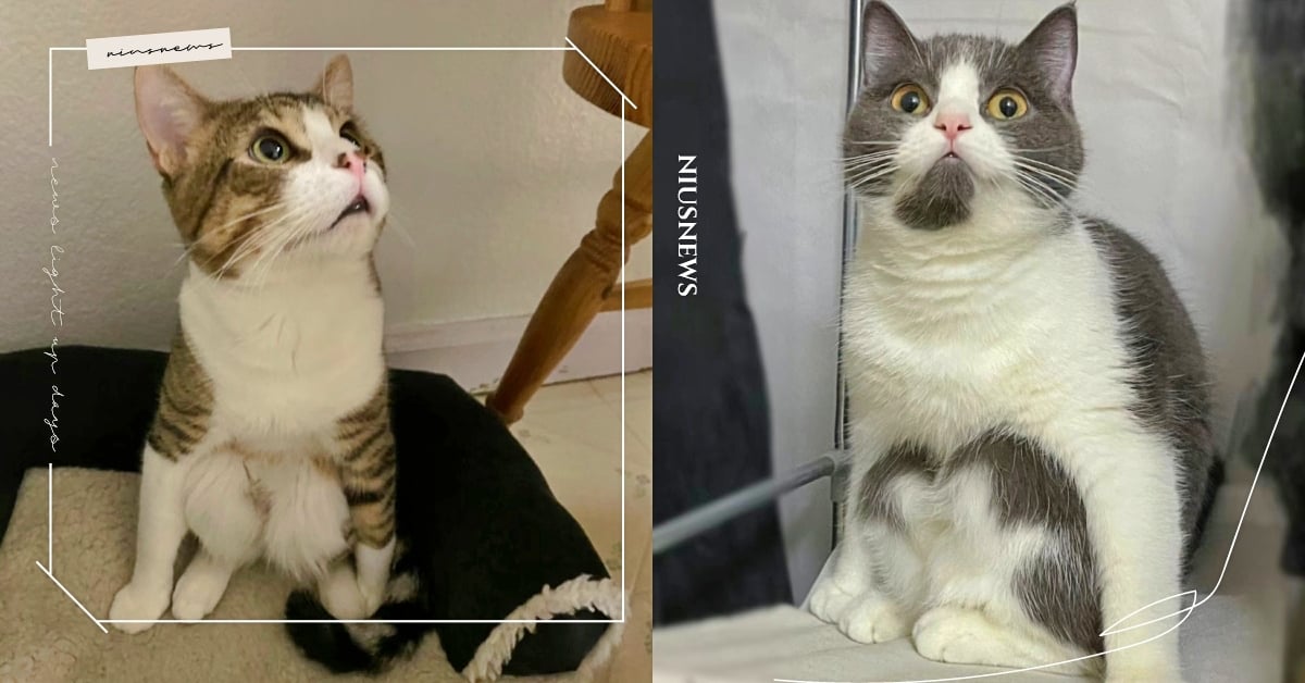 出現這個現象要注意！貓咪為什麼會「亞洲蹲」？原來是菊花癢癢、想產黃金！ 貓咪亞洲蹲、貓咪冷知識、寵物知識、寵物新聞、寵物趣聞、貓咪、貓奴、鏟屎官、豆知識、寵物健康