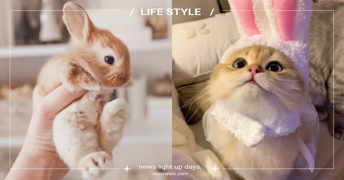 網熱議「越南12生肖沒有兔子」！新到來的農曆年是貓年，貓奴全暴動：原來我屬貓 越南貓年、12生肖、兔年、寵物、動物、網友熱議、寵物新聞、寵物知識、冷知識、豆知識、有趣、貓奴、鏟屎官