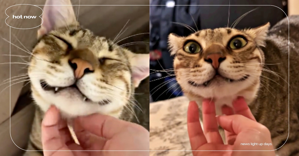 笑笑貓4ni？虎斑貓討摸「露出魔性爽臉」撞臉龍貓公車，小虎牙＋瞇瞇眼超療癒！ 虎斑貓、龍貓公車、笑笑貓、寵物IG介紹、可愛動物