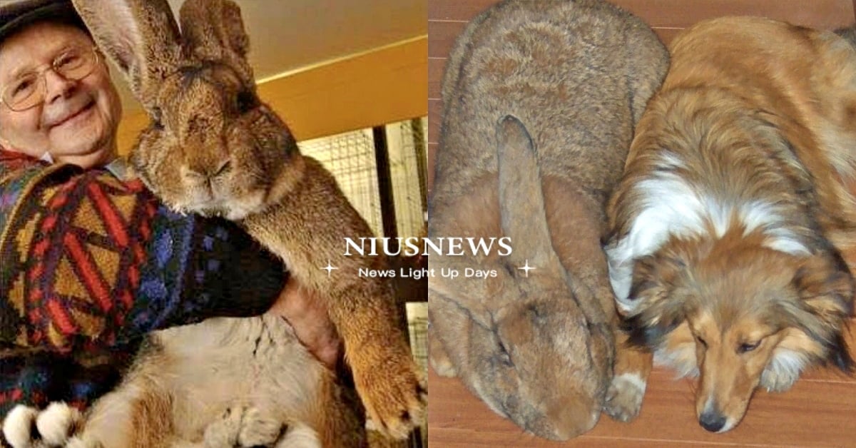 世界最大兔兔「佛萊明巨兔」！肥美體型激似熊熊布偶，天使性格超溫柔：想擼 世界最大兔子、佛萊明巨兔、兔兔、可愛動物、寵物