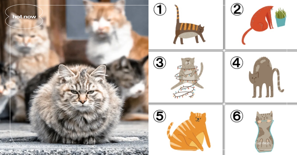 心理測驗「你現在最需要的人」？憑直覺選一隻貓咪，測出你的人生導師是何種模樣？ 寵物圈圈、動物、心理測驗、動物心理測驗、貓、人生導師、需要的人、真實性格解析、隱藏性格、象徵、個性特質、可愛動物、毛孩、萌寵